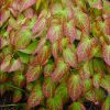 Epimedium Rubrum